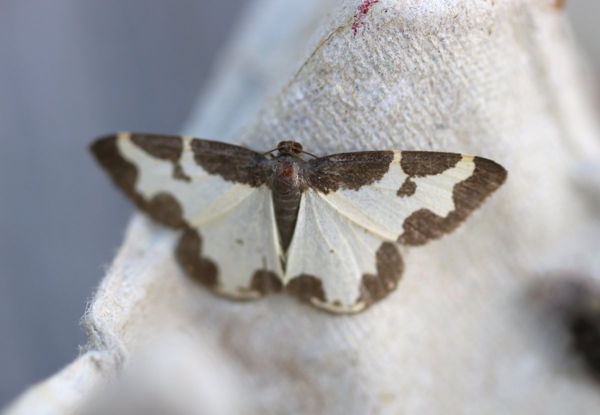 Karin_B_E's tweet photo. Er zaten ook nieuwe soorten bij!
#GroteWasmot
#GerandeSpanner
Bij die 1e dacht ik: wat รญs dit voor 'n beest joh!?
Bij die 2e dacht ik: die heb ik al lang, maar laat ik 1 foto maken...
#opnaarde750 #insectenopdeboerderij #mottenspotten ๐ฆ https://t.co/IuOHWiQT0X