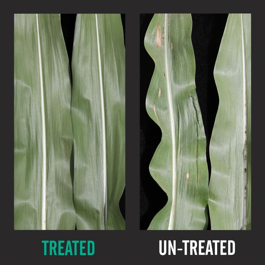FMCAgUS's tweet photo. Spot.Less.  
Give your field the upper hand with Adastrio™ fungicide: https://t.co/SnSOSTYakr https://t.co/zIm6XW2gCl