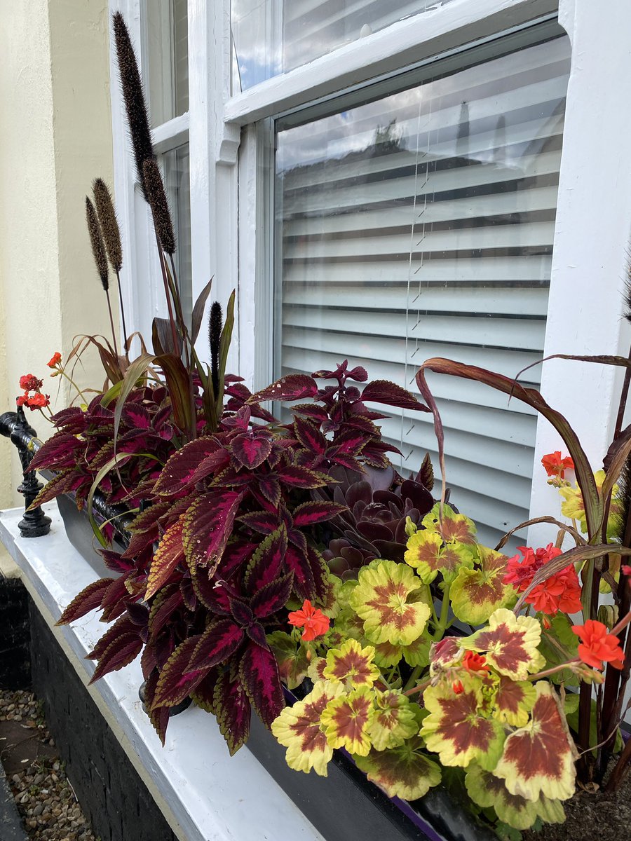 gardenbarbara's tweet photo. Look this way and that way! Dazzling window box display raising the heat level outside my house. Than oh s to @pitcombe123 for the inspiration! #mygardennow #dazzling #seasidesummerintown #hotcolours #highoctaneplanting
@gdnmediaguild https://t.co/sEbWIr2iMd