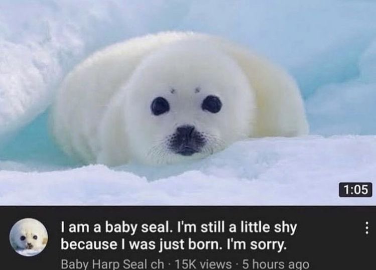 him: u better not be a baby seal that’s still a little shy because u were just born 

me: