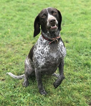 🆘13 AUG 2023 #Lost BELLA #ScanMe
BELLA IS SCARED SO PLEASE DO NOT APPROACH
Brown & White German Shorthaired Pointer Female #RoyalWoottonBassett #WoottonBassett #Wiltshire #SN4 
doglost.co.uk/dog-blog.php?d…