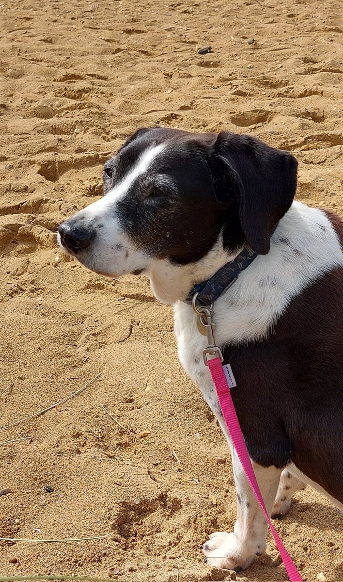 mycathardy's tweet photo. Dear Bella can't walk very far now but is happy in herself. #dogs #olderdogs https://t.co/k4fLubavbA