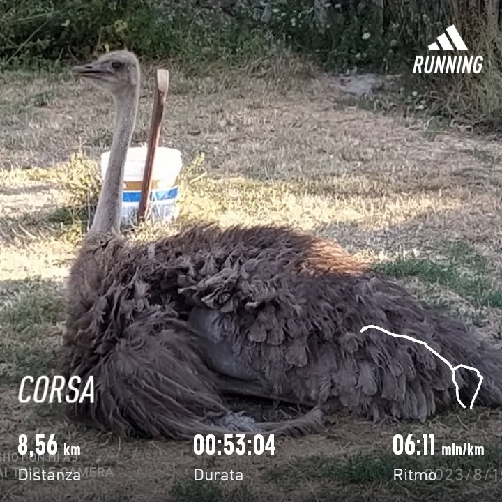 carlov83's tweet photo. Buon Ferragosto 😎🌞😎#iocorroqui #runlovers #runningtime #running #corsa #adidasrunning #quiliano #savona #struzzo https://t.co/PBbPQD8EPm