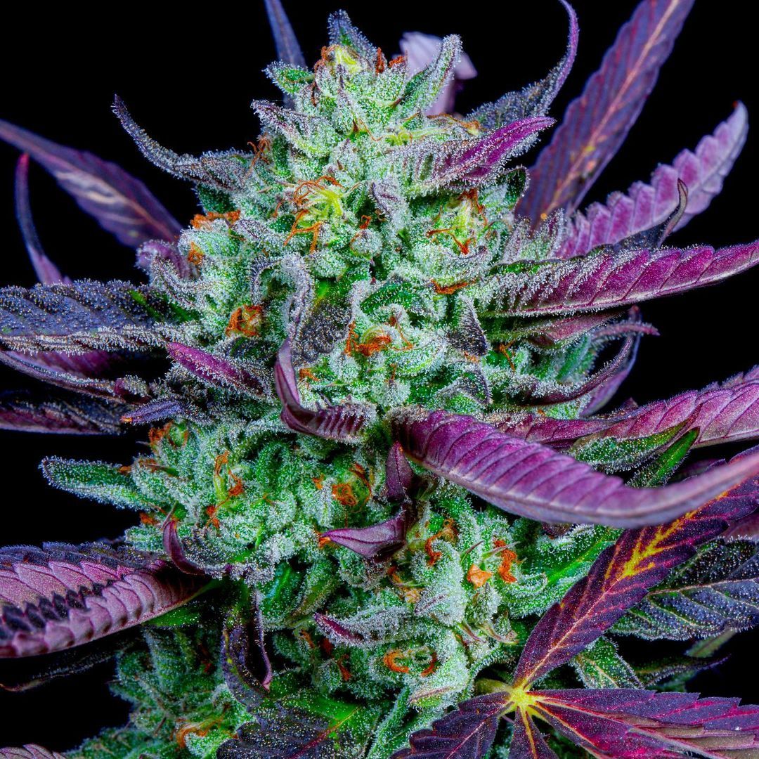 buylowgreen's tweet photo. Name this strain?  Best name get 28g  

#420friendly #canadianstoners #CannabisCommunity #Mmemberville #STONER #buylowgreen https://t.co/BVvkqAXkeZ
