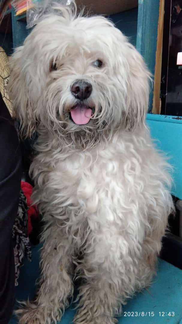 PerroUsuario Wof '•' tweet media