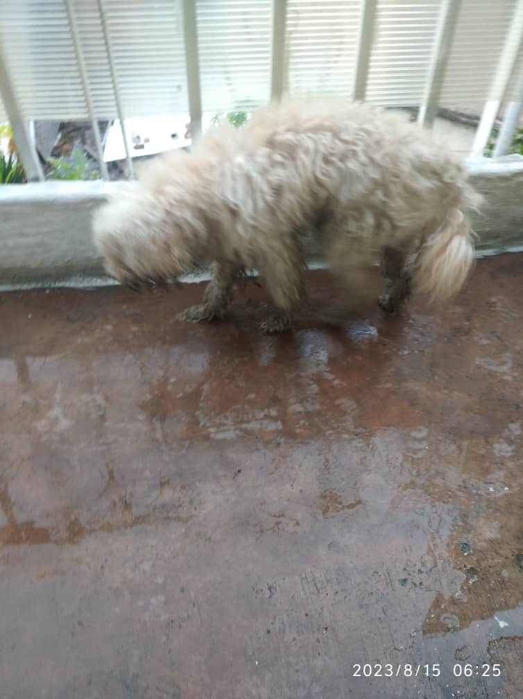 PerroUsuario Wof '•' tweet media