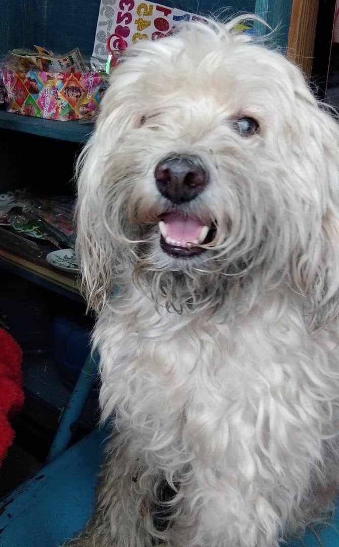 PerroUsuario Wof '•' tweet media