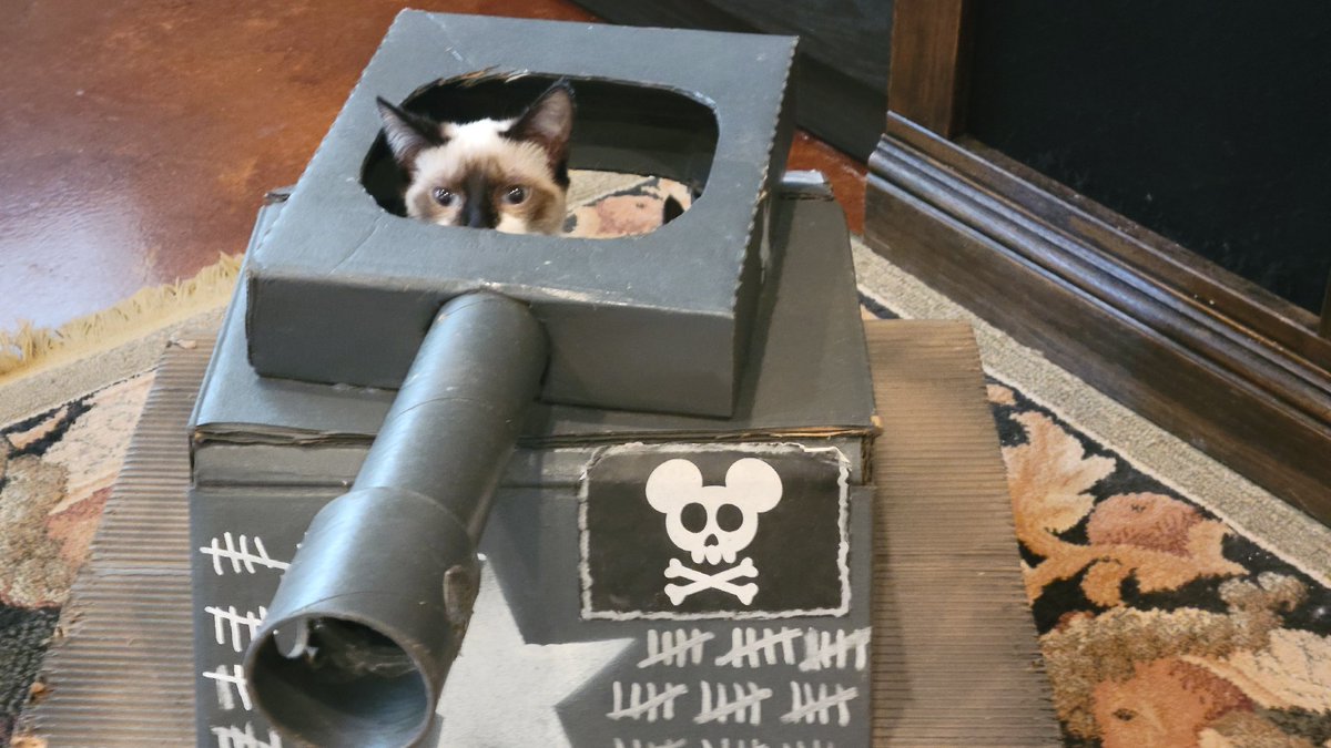 Flow30041's tweet photo. Foster kitten Minty the tank driver! Her sister Laurel is inside, manning the gun. #CatTank https://t.co/9rbq3IYRxV