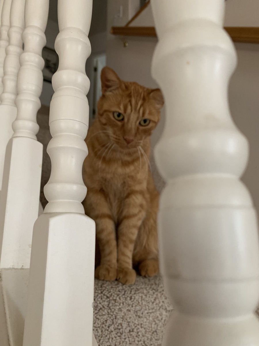 MarkMasonPDX's tweet photo. Temp on deck composite 145f (cedar part was 148f!); shade 116f; asphalt 138f. Outdoor cat Raffi says “This is BS!” ….might have to bring back Cat Diary. #pdxheatwave #cats #CatDiary https://t.co/F3uFFBZN5Q