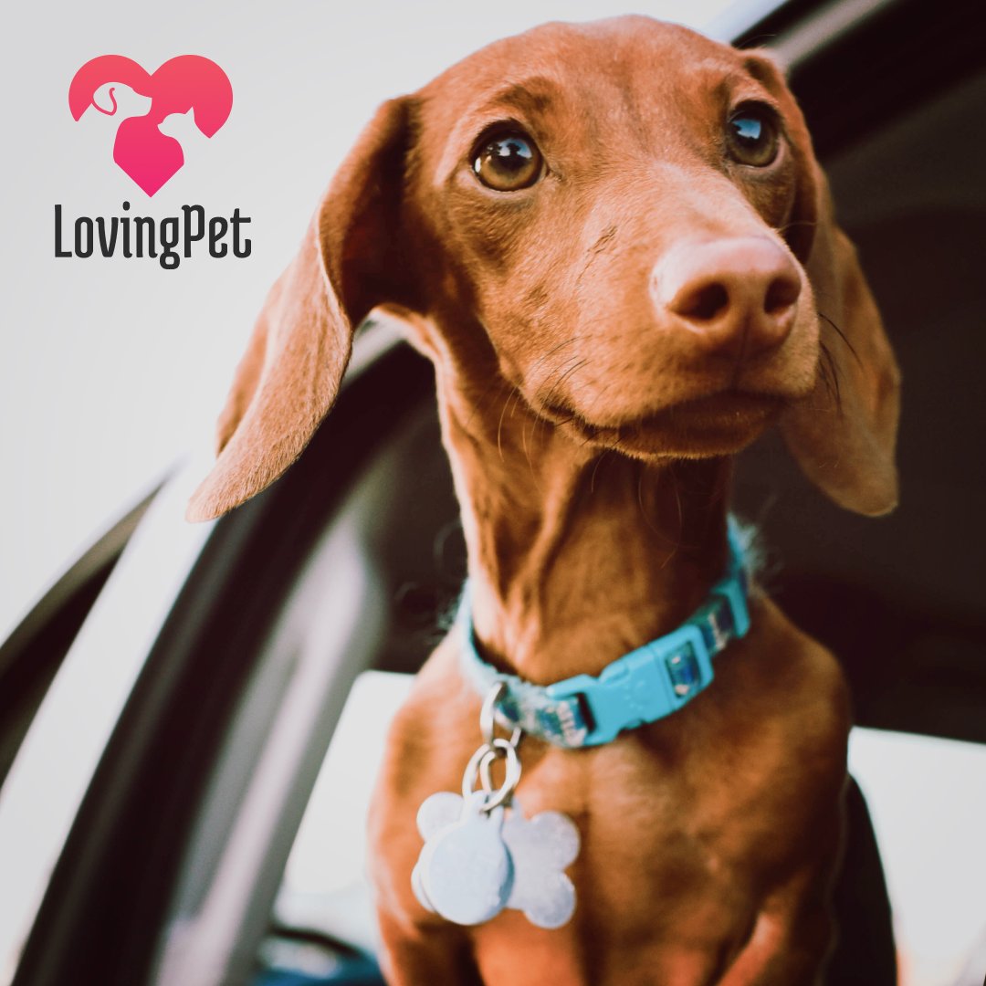 LovingPet2's tweet photo. Today is a reminder to get your canine or cat companion microchipped and to keep the contact data up to date! This is National Check the Chip Day! https://t.co/uH8ftlaxYo