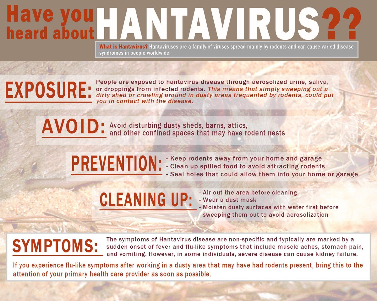NewsTalk780KOH's tweet photo. BLAME DA MOUSE: A male in his 60s who was exposed to rodent droppings is in the hospital: he's the first confirmed 2023 Hantavirus case in @washoecounty &amp; the first case since November 2022. Know the risks &amp; learn the symptoms: https://t.co/kBqyoNHh6E #KOHNews #NorNev https://t.co/EHaZBlmOUq