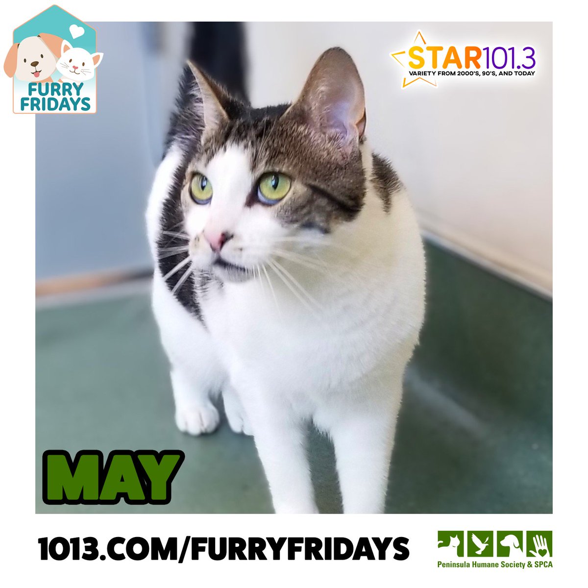 Up next, we have May from <a href="/PeninsulaHumane/">PHS/SPCA</a>! She's a shy sweetheart, but will be purring in no time after getting to know you a bit! She's looking for her forever home &amp; needs your help! #AdoptDontShop #FurryFridays 

Adoption Info: ihe.art/K5on5rZ
