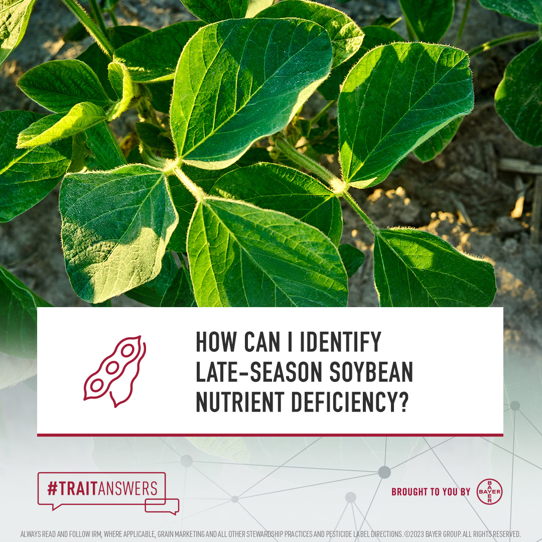 BayerTraits's tweet photo. Noticeable fertility deficiencies in soybeans are rare. But awareness of nutrient deficiency symptoms can help you distinguish it from foliar diseases, herbicide injury and other stressors. Optimize growth & maximize your yield potential ➡️ https://t.co/8d2Sh5uvuD #TraitAnswers https://t.co/Od55QzmZPr