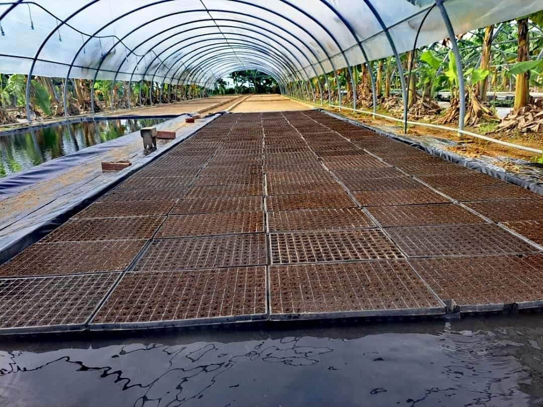 GTabacuba's tweet photo. 👉 Inicio de la puesta de semillas en bandejas en los Túneles del #ProyectoVirginia, en #SanLuis, Pinar del Río, con la presencia de especialistas de la empresa mixta Brascuba Cigarrillos, S.A.
#CampañaTabacalera 23-24
#NuestraFortalezaEsLaHerencia
@abtsanluis https://t.co/h9PdWKBC2M