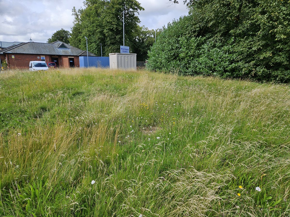 Love this at the clatterbridge site <a href="/wuthnhs/">Wirral NHS Hospitals - Arrowe Park & Clatterbridge</a>, lots of bugs and bees flying around and great use of the space... much better than boring old lawns... 

More of this please 

#biodiversity 
#pollinators 

<a href="/BumblebeeTrust/">Bumblebee Conservation Trust</a>
<a href="/Buzz_dont_tweet/">Buglife</a>