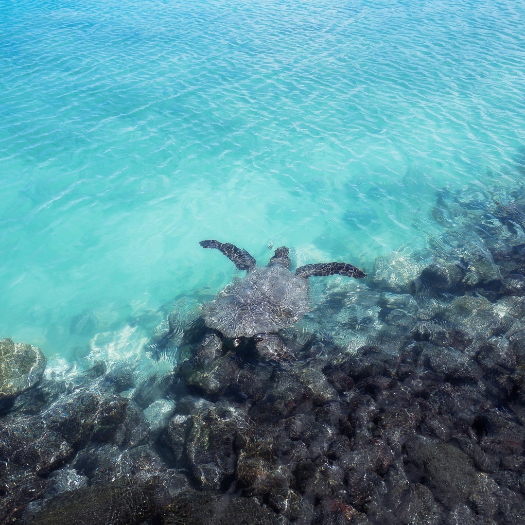 #HinduMythology says that the deity, Vishnu, was reincarnated as a turtle that carried the weight of the world on its back. To support this legend, studies have recorded 100 species living on a single #SeaTurtle, essentially making up one living ecosystem!