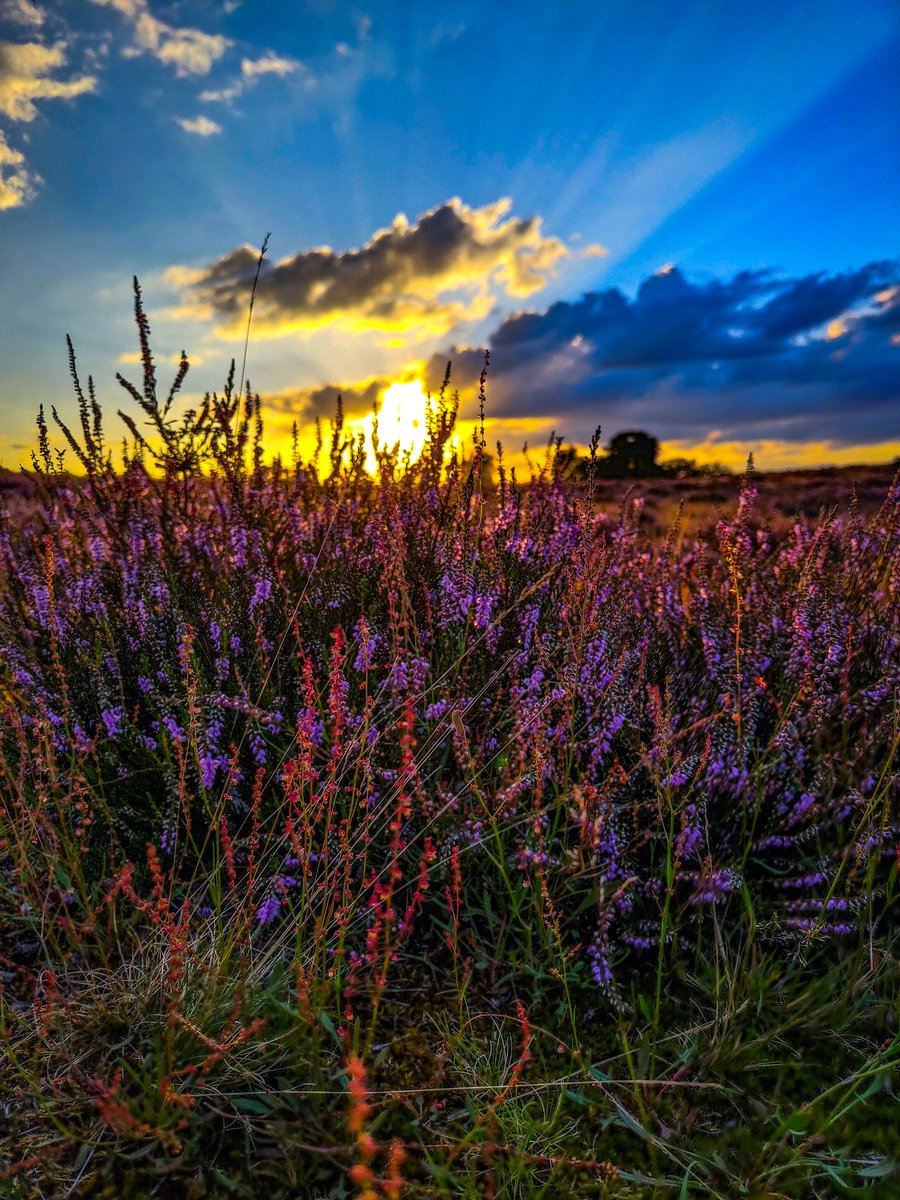 LittleDevilCom's tweet photo. #WestruperHeide in #Haltern zum #Sonnenuntergang 😉
#Fototour #Ruhrgebiet #Ruhrpott https://t.co/esejHEVQzE