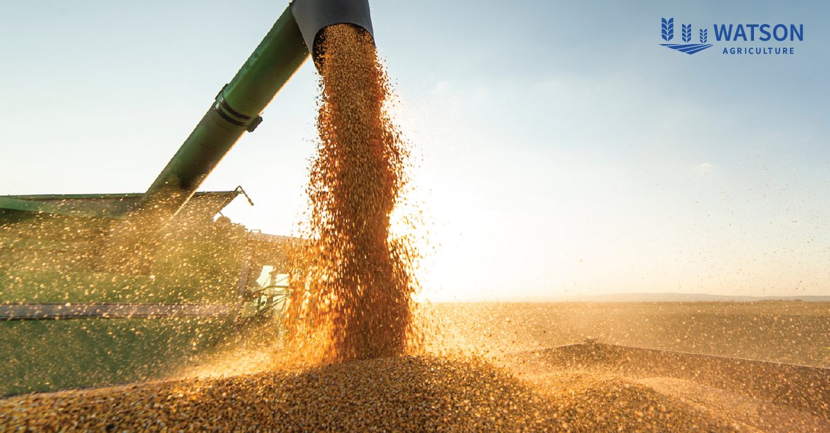 Amplify the growth potential of your crops with Watson Agriculture's custom nutrient blends and tailored spreading services. Our experts combine cutting-edge technology and agricultural expertise to optimise your farm's productivity. watsonagriculture.com.au/blending/
#WatsonAgriculture