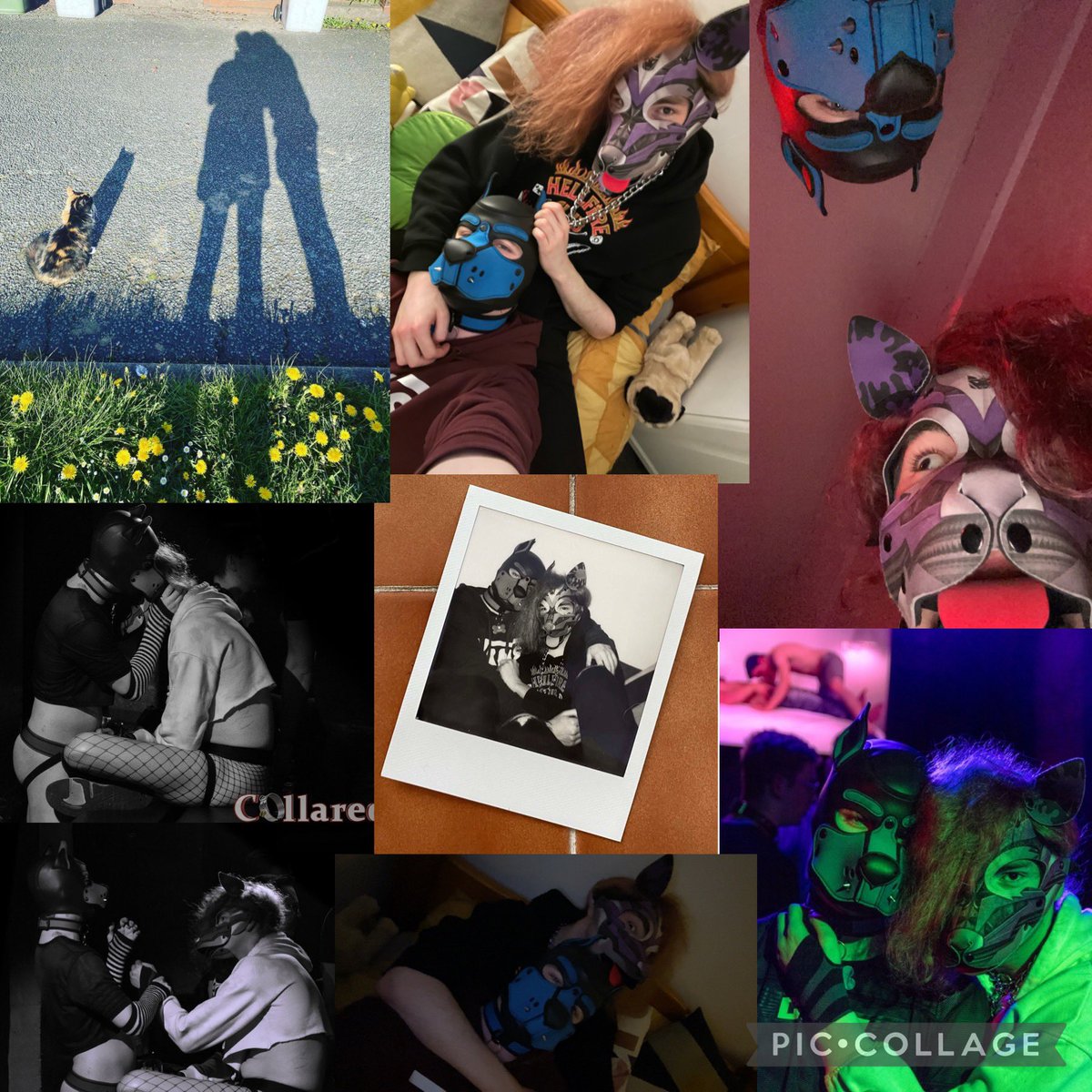 A very big happy birthday to this gorgeous doggo!! 🥳 <a href="/PupKura/">Pup Kura</a> I hope you have the best day and I can’t wait to see you later 🥰