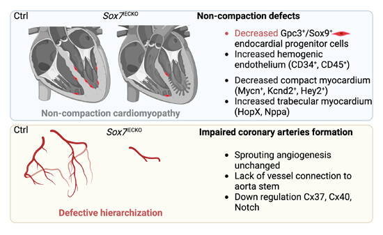 Scientists at the <a href="/CentenaryInst/">Centenary Institute</a> &amp; collaborators found that that #Sox7 maintains cardiac #endothelial cell identity, which is crucial to the cellular cross-talk that drives ventricular compaction and coronary artery development. 🫀

In <a href="/emboreports/">EMBO Reports</a>: 📗 bit.ly/3OAi4PB
