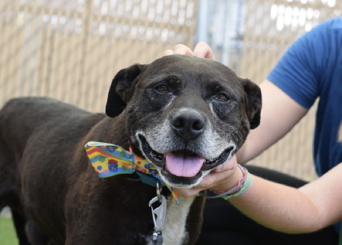 TomJumboGrumbo's tweet photo. Velvet 177515’s owner died and after arriving just AUG 1, he’s TBK Thursday. A sweet grandpa age 11 who’s friendly, mellow and house trained, NYCACC has made him sick and we need to help him leave quickly. A calm and relaxed senior with the best behavior rating, he’s adoptable from any location and looking for a place to rest his head with love. Please pledge RT Velvet!

https://t.co/mHCcSPrEMT
