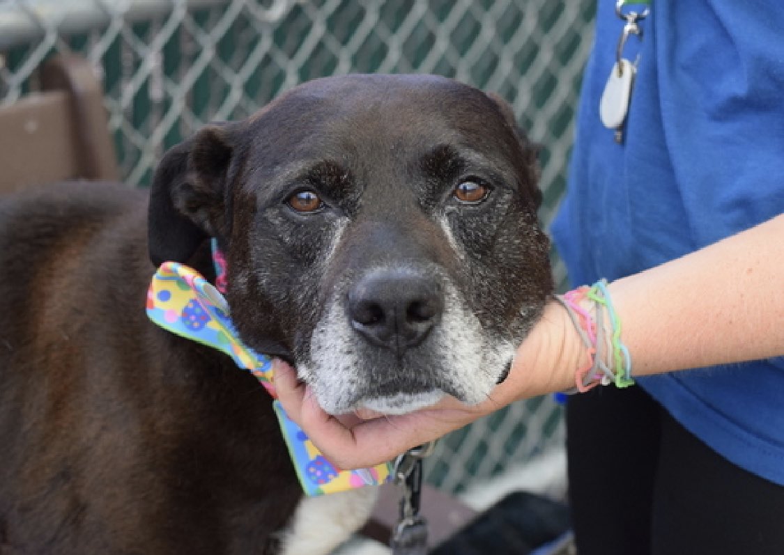 TomJumboGrumbo's tweet photo. Velvet 177515’s owner died and after arriving just AUG 1, he’s TBK Thursday. A sweet grandpa age 11 who’s friendly, mellow and house trained, NYCACC has made him sick and we need to help him leave quickly. A calm and relaxed senior with the best behavior rating, he’s adoptable from any location and looking for a place to rest his head with love. Please pledge RT Velvet!

https://t.co/mHCcSPrEMT