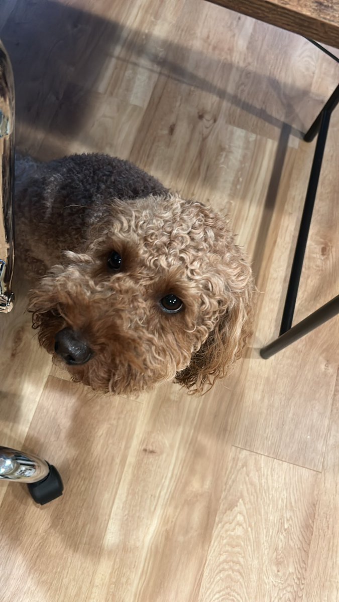 melissadamur's tweet photo. My buddy is right beside me while I schedule for the upcoming school year. #lookatthoseeyes https://t.co/qlmgkxetFv