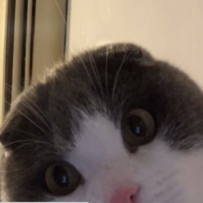 แงว แง่ว แง้ว แง๊ว😾 tweet media