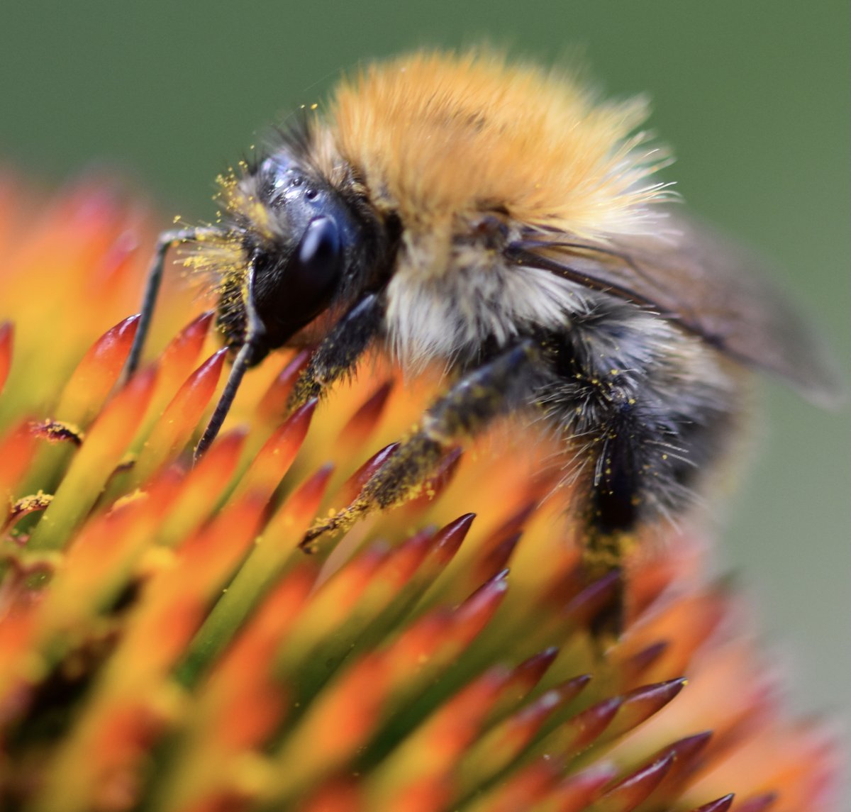 Bytheriverside3's tweet photo. Someone's got pollen on their face!
#bees #beesMatter #BeeOfTheDay #Pollinators #TwitterNatureCommunity https://t.co/qafCVtPhEI