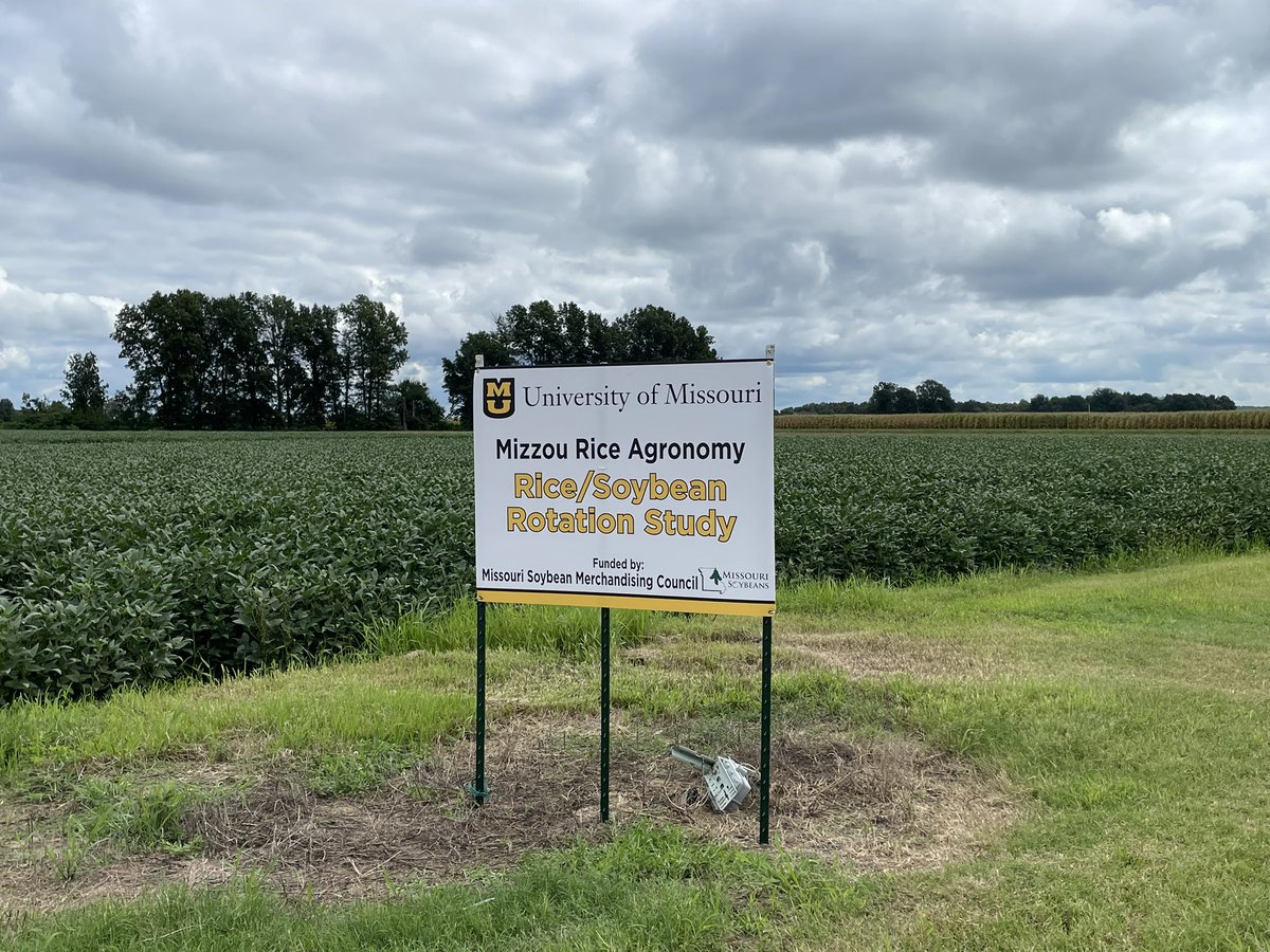 mizzourice's tweet photo. Rice Field Day - Thursday August 17 8:30 am - 11:30 am, concludes with lunch. 62° in the AM and 77° with a breeze at lunch. Not a better place to be! 

Search “Missouri Rice Research Farm” on google maps, or (36.5747188, -90.1267424). https://t.co/mnInXkCaSJ