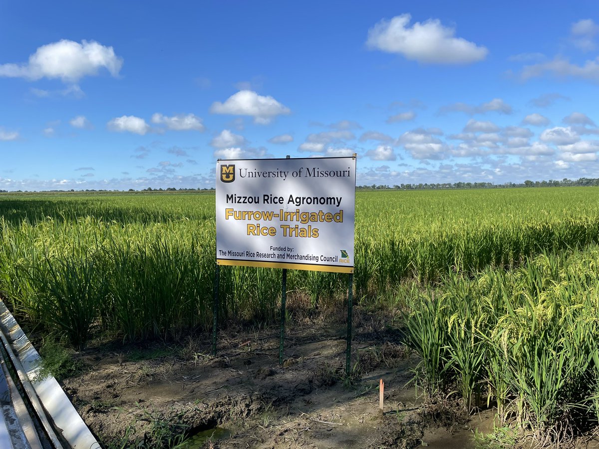 mizzourice's tweet photo. Rice Field Day - Thursday August 17 8:30 am - 11:30 am, concludes with lunch. 62° in the AM and 77° with a breeze at lunch. Not a better place to be! 

Search “Missouri Rice Research Farm” on google maps, or (36.5747188, -90.1267424). https://t.co/mnInXkCaSJ