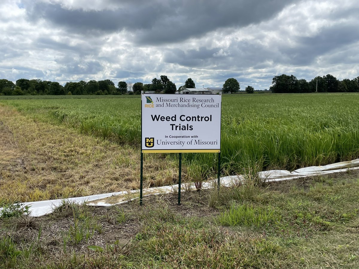 mizzourice's tweet photo. Rice Field Day - Thursday August 17 8:30 am - 11:30 am, concludes with lunch. 62° in the AM and 77° with a breeze at lunch. Not a better place to be! 

Search “Missouri Rice Research Farm” on google maps, or (36.5747188, -90.1267424). https://t.co/mnInXkCaSJ