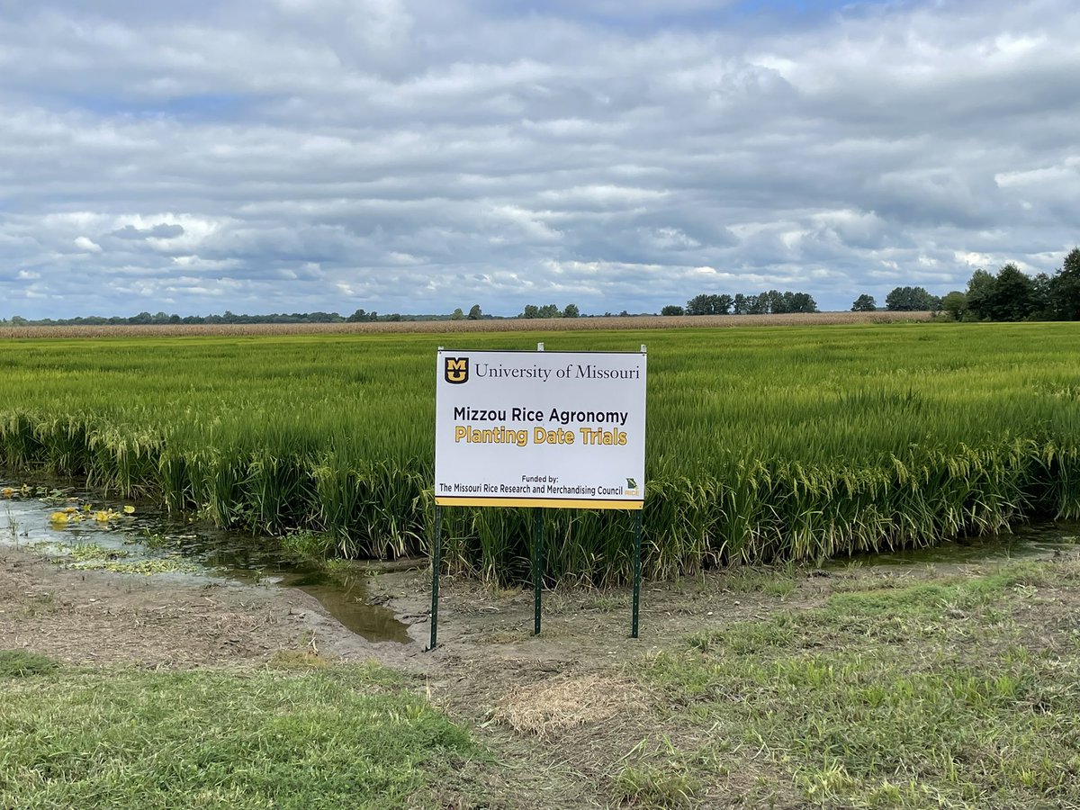 mizzourice's tweet photo. Rice Field Day - Thursday August 17 8:30 am - 11:30 am, concludes with lunch. 62° in the AM and 77° with a breeze at lunch. Not a better place to be! 

Search “Missouri Rice Research Farm” on google maps, or (36.5747188, -90.1267424). https://t.co/mnInXkCaSJ
