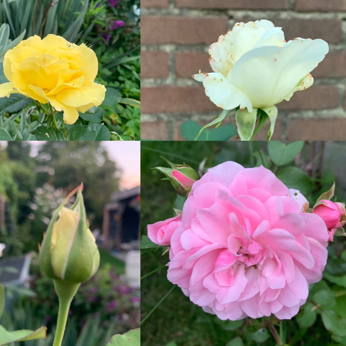 I beg your pardon
#augustusavond #cozygarden