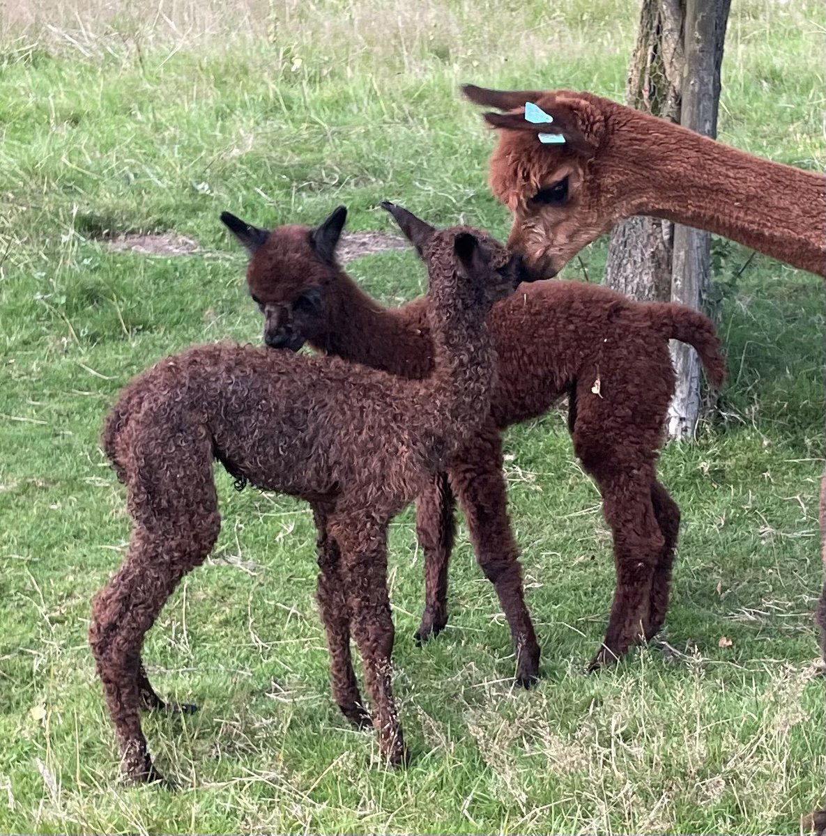 Amiryck Alpaca tweet media