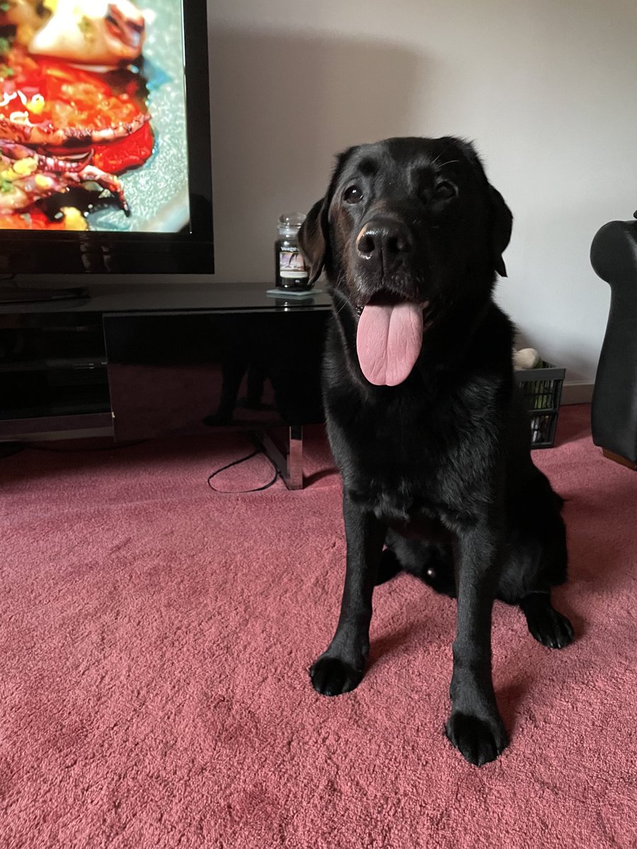 Did someone say #tongueouttuesday ?! #dogsoftwitter