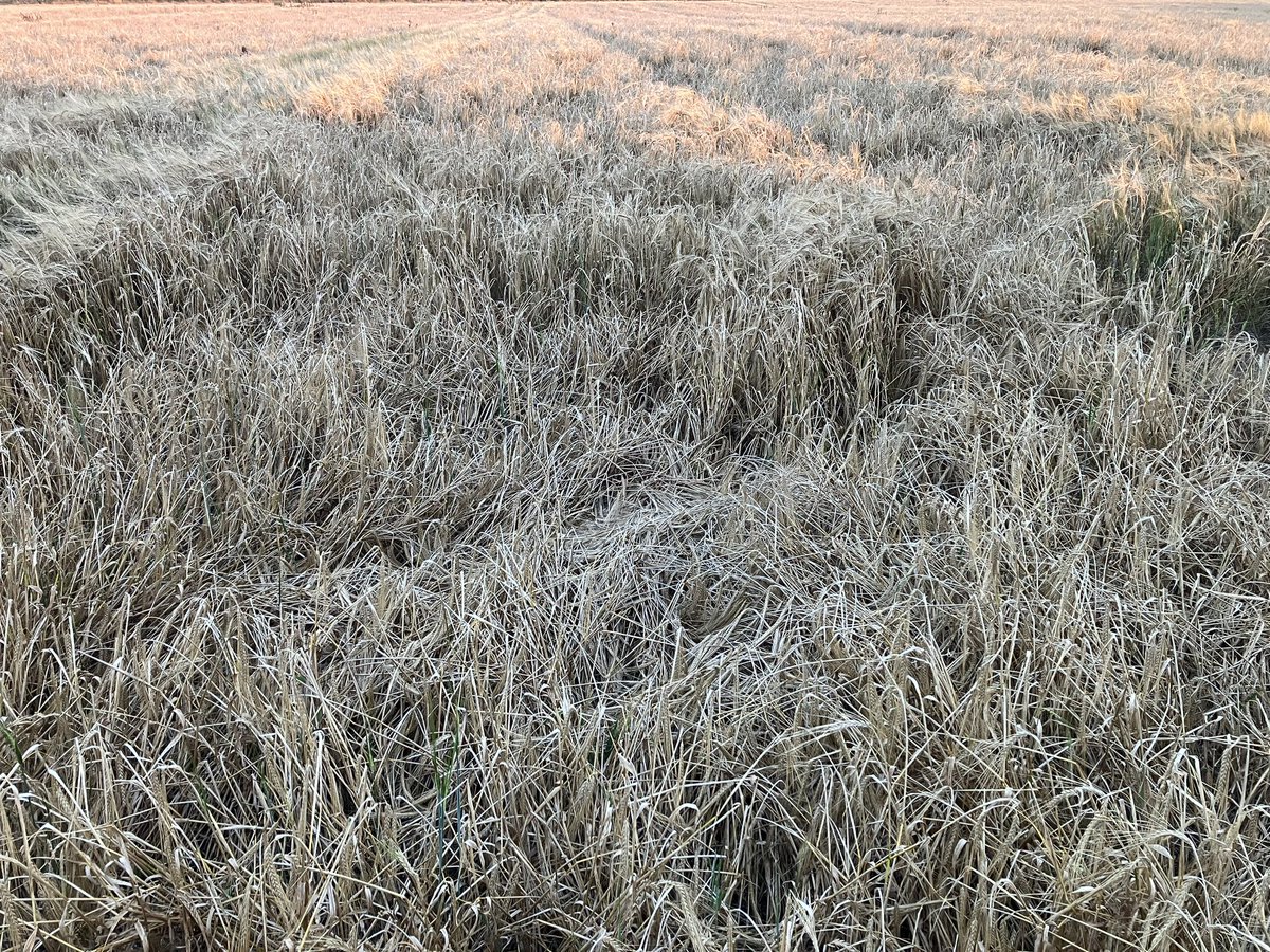 turbotechdog's tweet image. Let a very short battle commence ⚔️ #springbarley