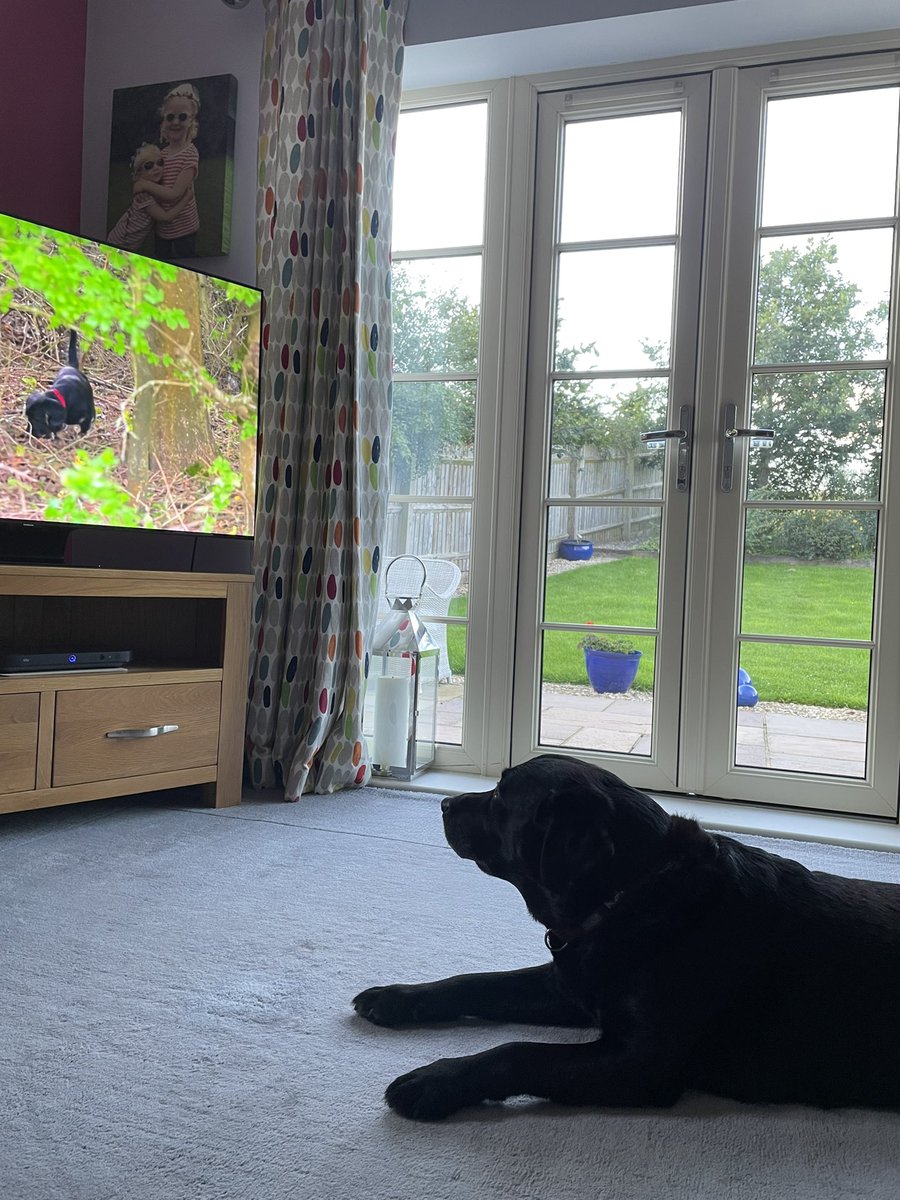 GillianSurgey's tweet photo. Enzo watching his favourite programme; #DogsBehavingVeryBadly. I think he likes feeling smug. #WhoIsAGoodBoy? https://t.co/PAtoMnD3PM