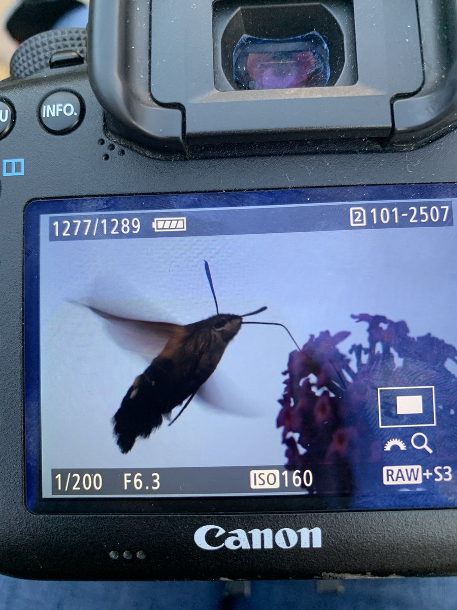 Finally!!! I’ve seen my first hummingbird hawk moth AND managed to grab the camera in time 😍  <a href="/savebutterflies/">Butterfly Conservation 🦋</a> #moth #hummingbirdhawkmoth