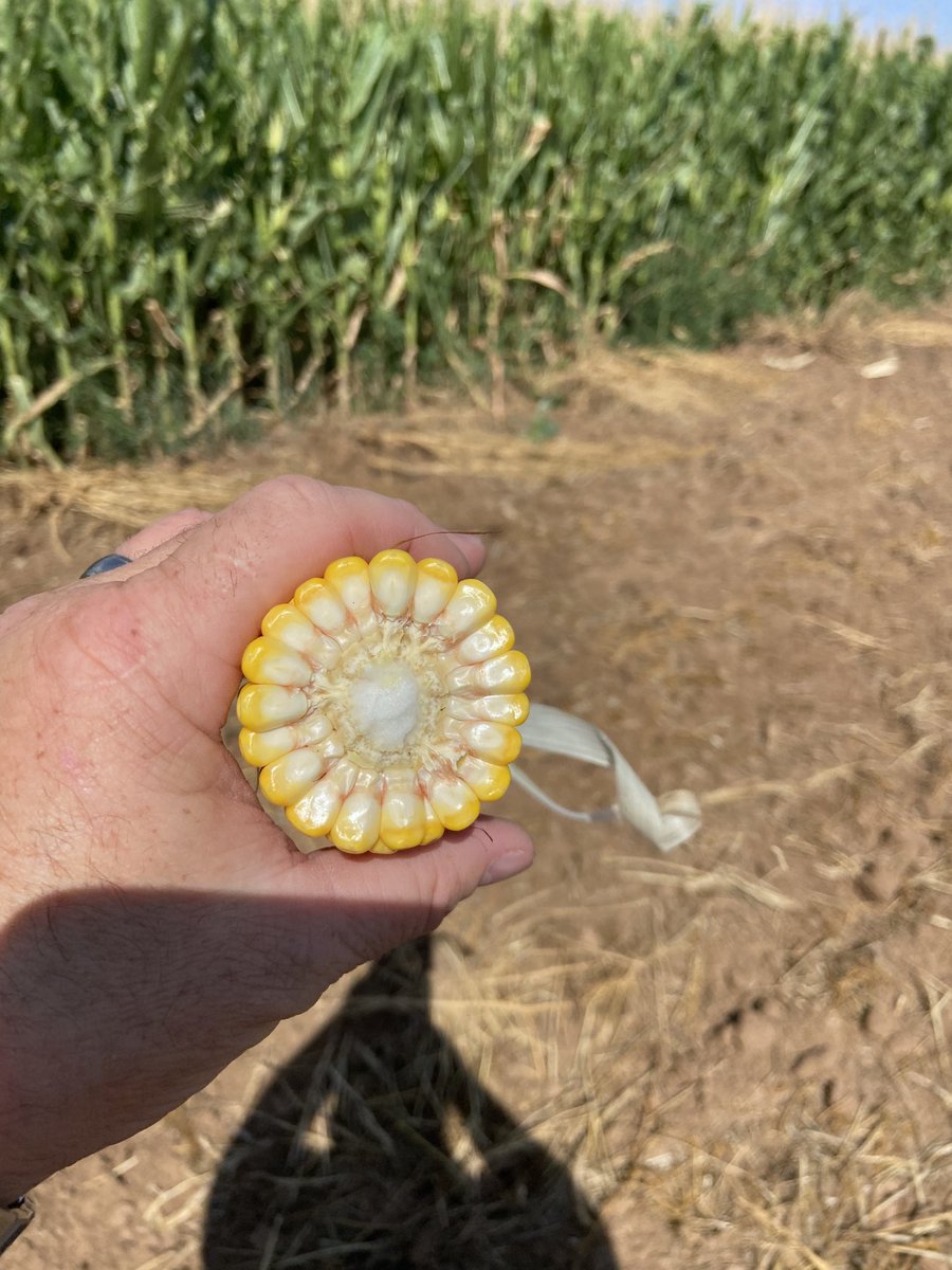 Justin Campbell tweet media