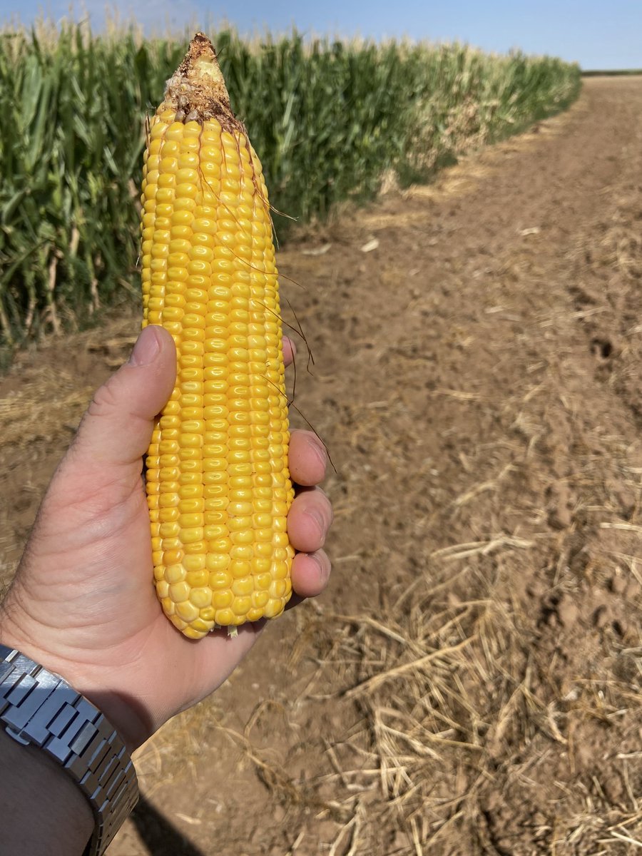 Justin Campbell tweet media