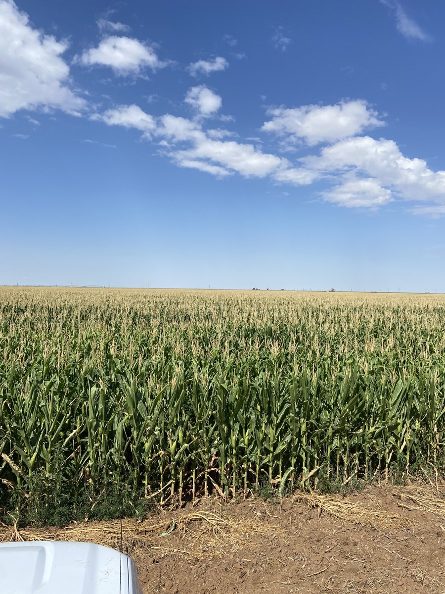 Justin Campbell tweet media