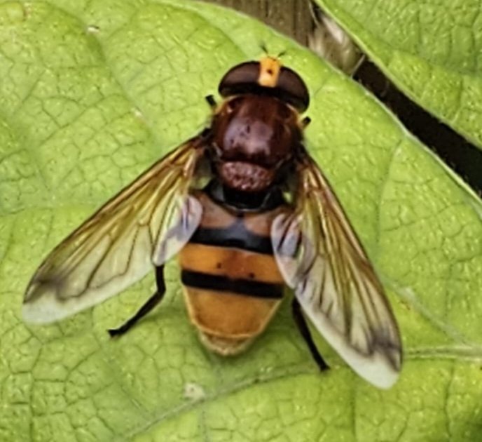 PeterMeranti's tweet image. 