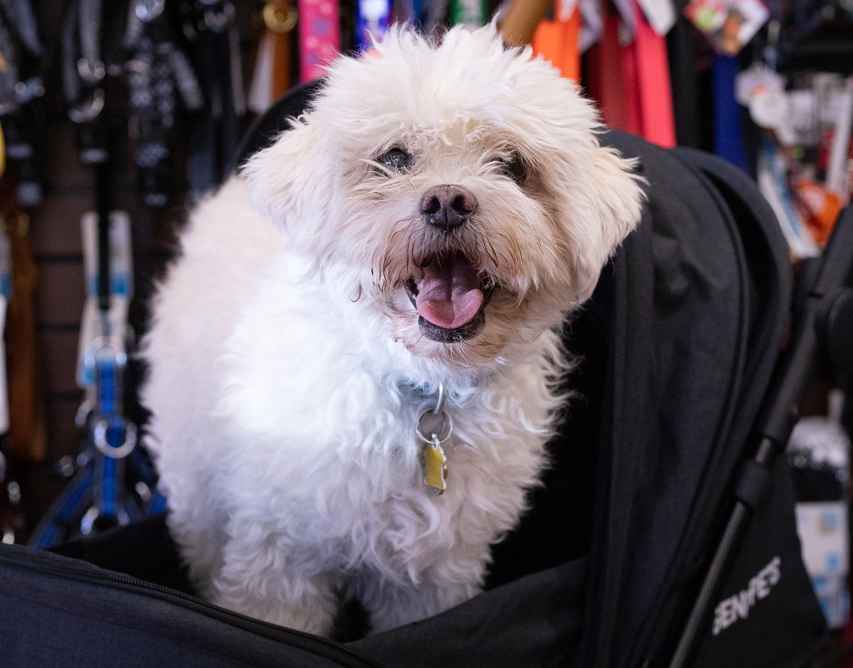 BosleysColumbia's tweet photo. Tiger is here to remind you, it's #NationalCheckTheChipDay.
Is your pet's microchip information up-to-date? Today is the paw-fect day to double check ๐จ
๐ธ- @almasmeherally
#checkthechip #microchip #bosleys #loveliveshere #petsafety https://t.co/aM93hpfwv5