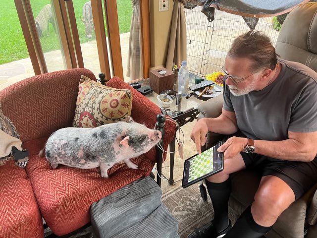 Schwarzenegger's tweet image. We all need training partners - that’s why we created the village. Today our #ArnoldsPumpClub mascot Schnelly was helping me with chess. Join the village (it’s free): arnoldspumpclub.com