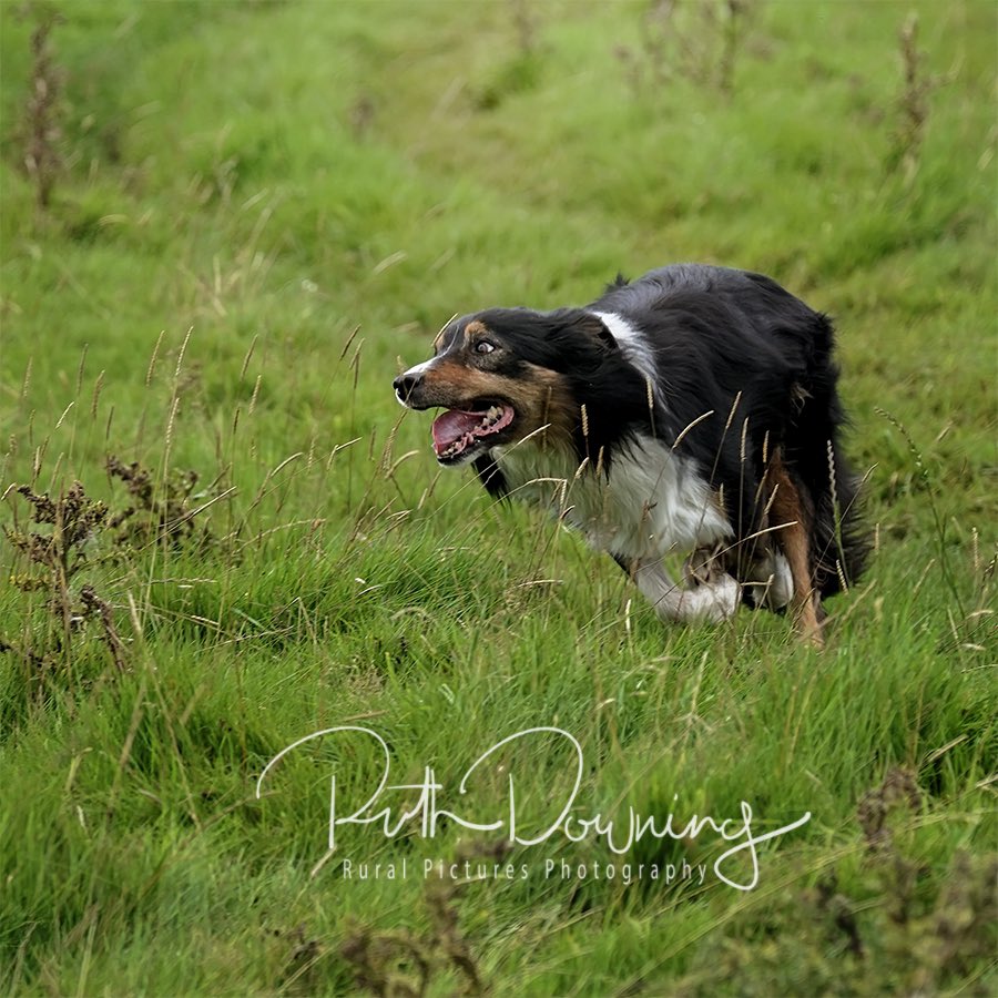 A favourite image from day 1 of our coverage of the Dovedale Sheepdog Trials today
#workingdog #BorderCollie #sheepdog #countrylife #sheepdogtrials