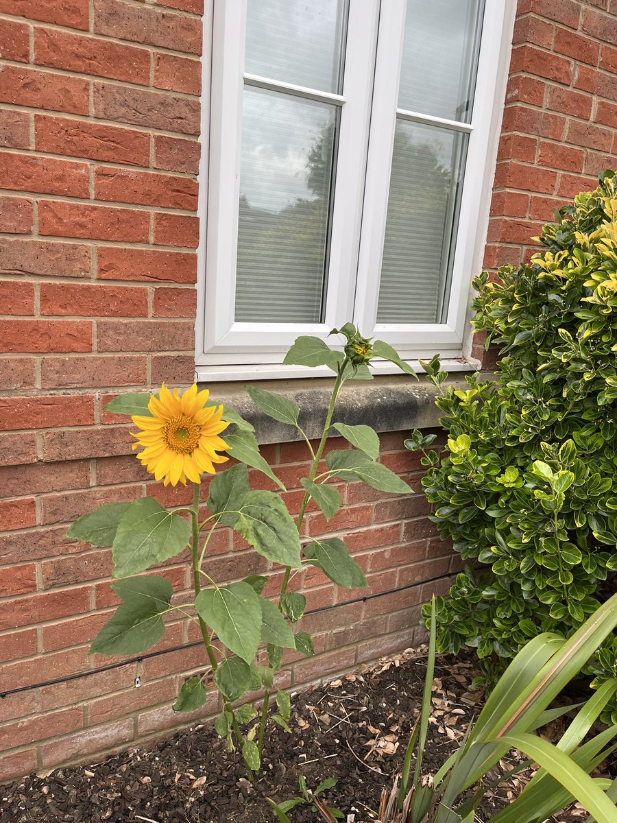 HannahB85's tweet photo. When the sunflowers finally pop! https://t.co/QOiRUYKbSo