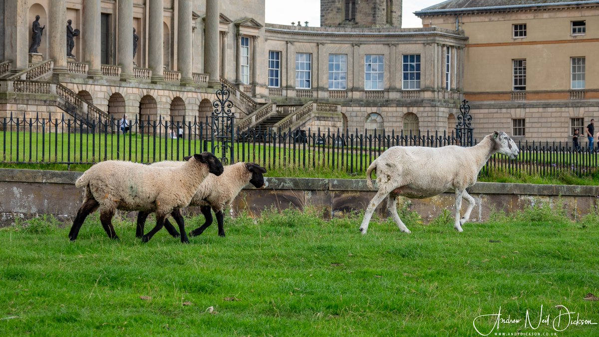 A day off today, so we went for a walk around the grounds of @KedlestonNT
