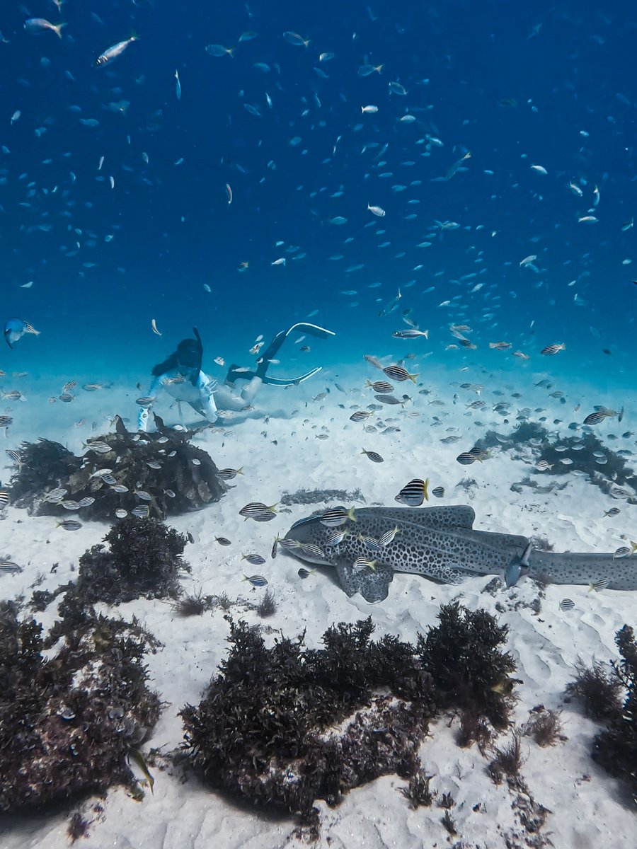 MaryDiving's tweet photo. #surf #surfing #beach #waves #surfer #ocean #sea #surflife #surfphotography #sup #travel #summer
#nature #beachlife #surfboard #surfinglife #photography #skate #sunset #wave #love #longboard #surfers
#surftrip #lifestyle #surfergirl #surfgirl #kitesurf #surfboards https://t.co/U8ydnW0oI9