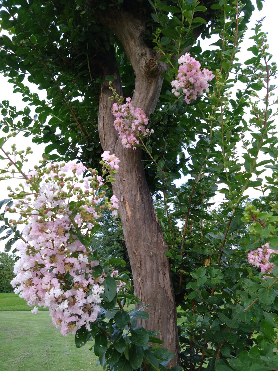 cute cats tweet media